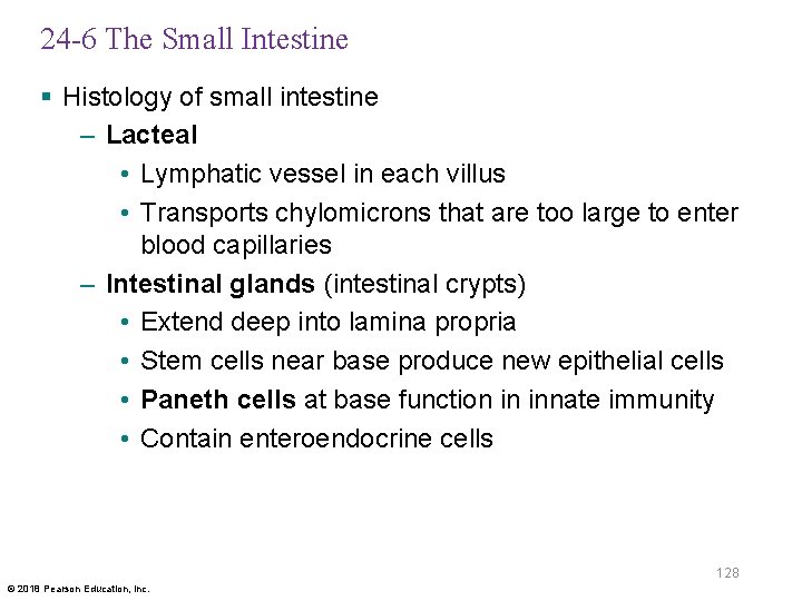 24 -6 The Small Intestine § Histology of small intestine – Lacteal • Lymphatic