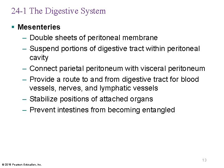 24 -1 The Digestive System § Mesenteries – Double sheets of peritoneal membrane –