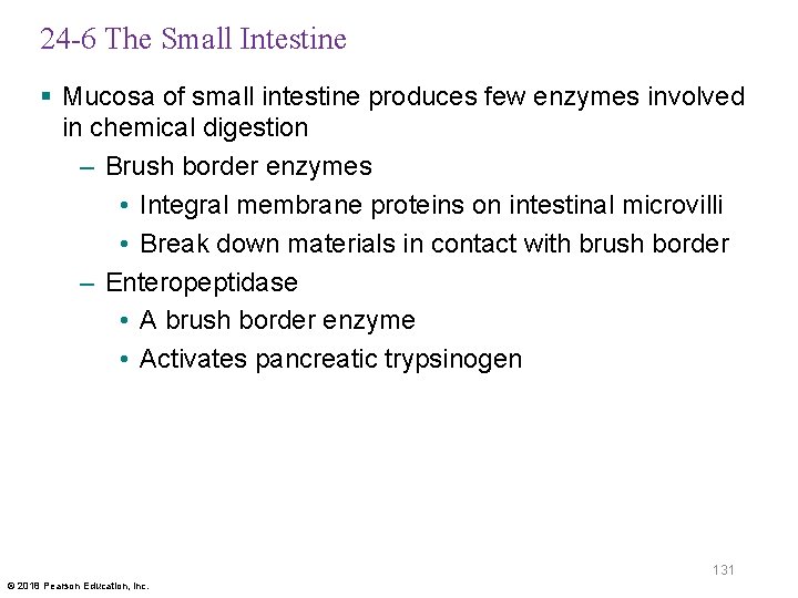 24 -6 The Small Intestine § Mucosa of small intestine produces few enzymes involved