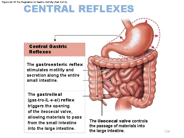Figure 24– 15 The Regulation of Gastric Activity (Part 4 of 4). CENTRAL REFLEXES