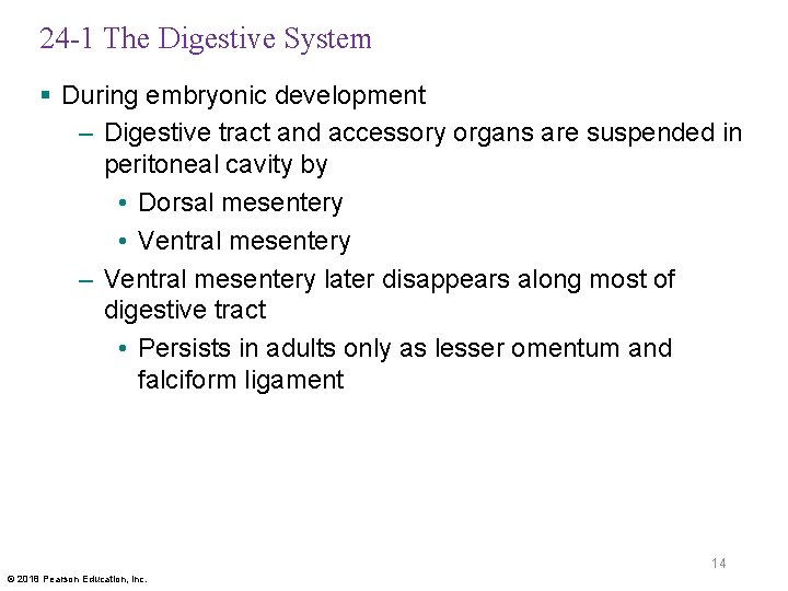 24 -1 The Digestive System § During embryonic development – Digestive tract and accessory