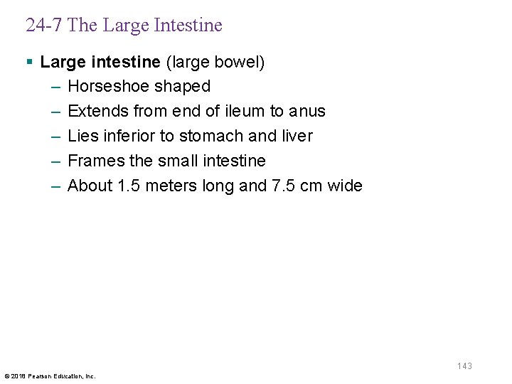 24 -7 The Large Intestine § Large intestine (large bowel) – Horseshoe shaped –