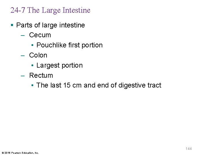 24 -7 The Large Intestine § Parts of large intestine – Cecum • Pouchlike