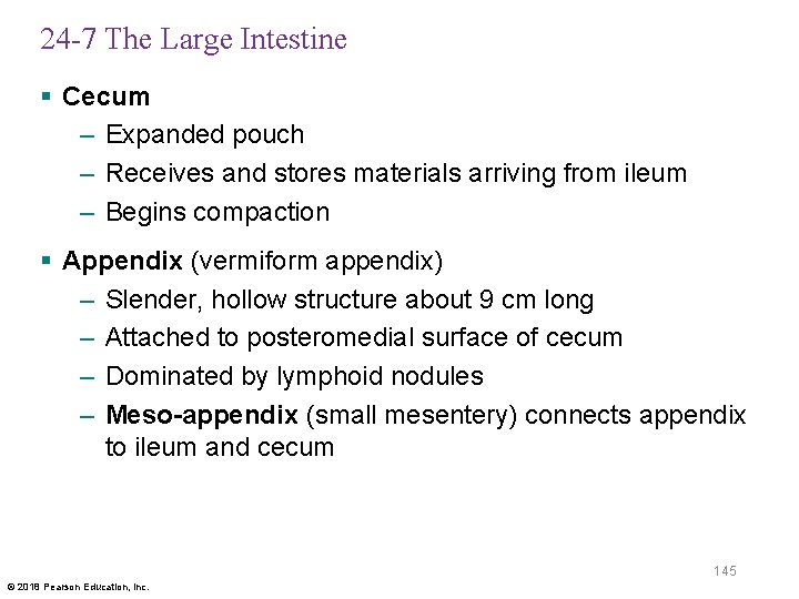 24 -7 The Large Intestine § Cecum – Expanded pouch – Receives and stores