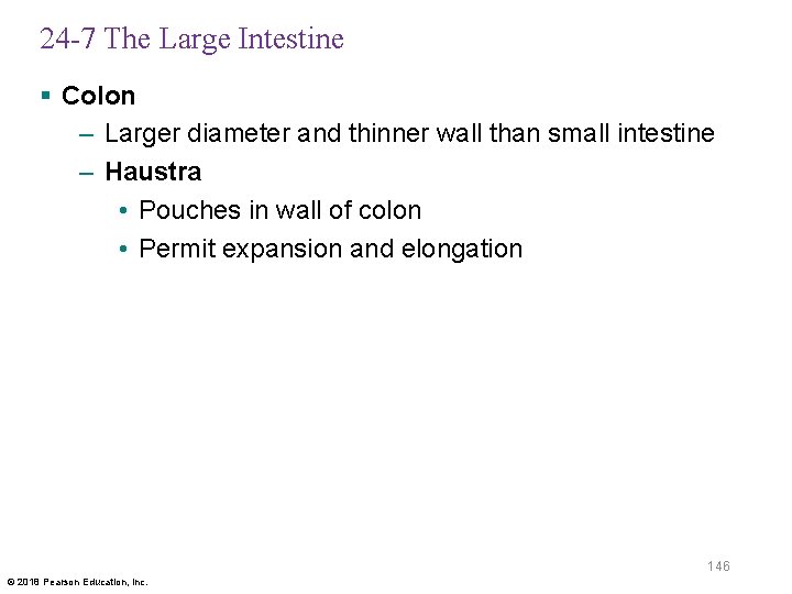 24 -7 The Large Intestine § Colon – Larger diameter and thinner wall than