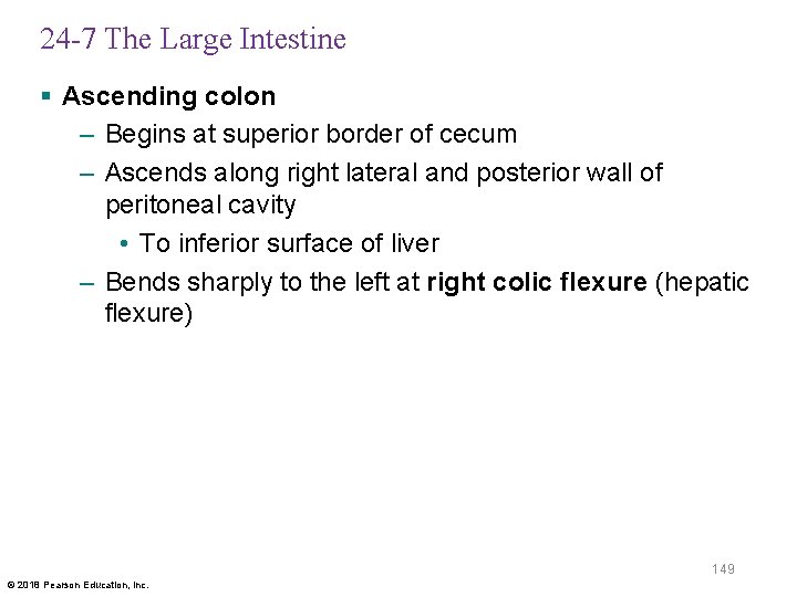 24 -7 The Large Intestine § Ascending colon – Begins at superior border of