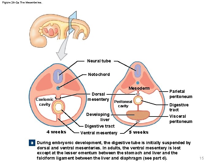 Figure 24– 2 a The Mesenteries. Neural tube Notochord Mesoderm Coelomic cavity Dorsal mesentery