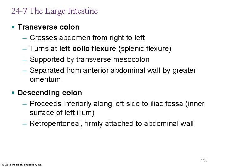 24 -7 The Large Intestine § Transverse colon – Crosses abdomen from right to