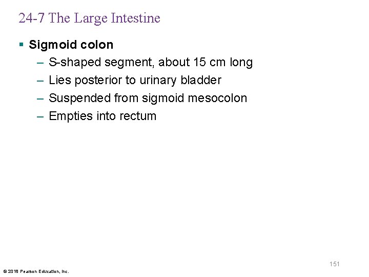 24 -7 The Large Intestine § Sigmoid colon – S-shaped segment, about 15 cm