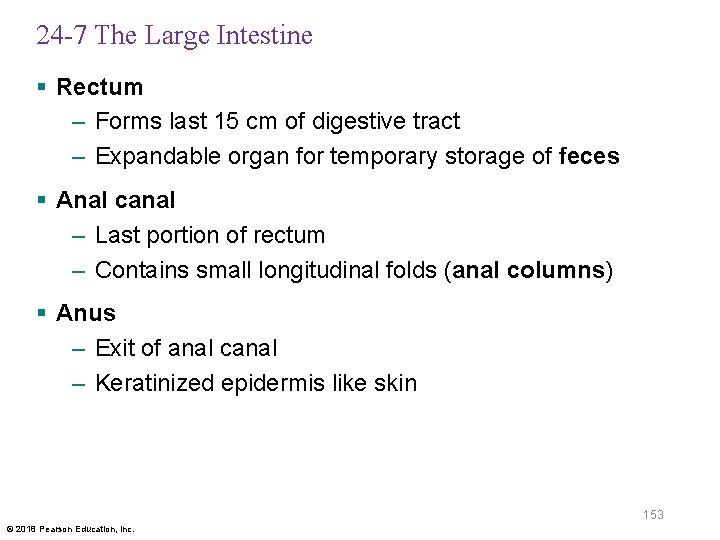 24 -7 The Large Intestine § Rectum – Forms last 15 cm of digestive