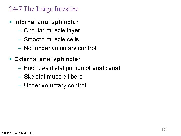 24 -7 The Large Intestine § Internal anal sphincter – Circular muscle layer –