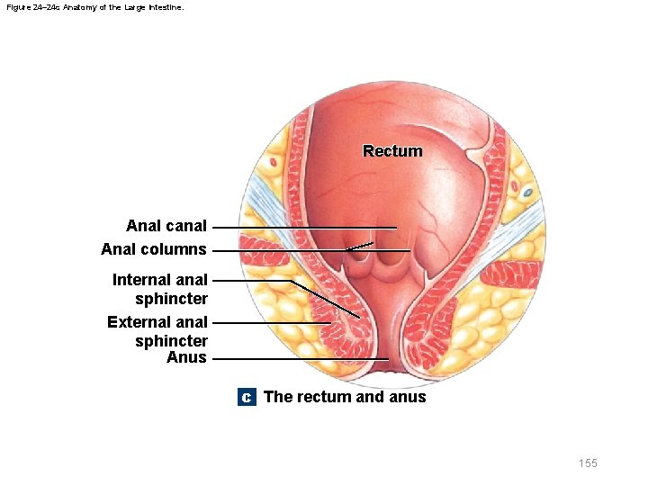 Figure 24– 24 c Anatomy of the Large Intestine. Rectum Anal canal Anal columns