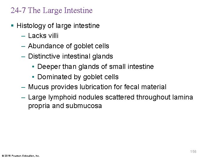 24 -7 The Large Intestine § Histology of large intestine – Lacks villi –