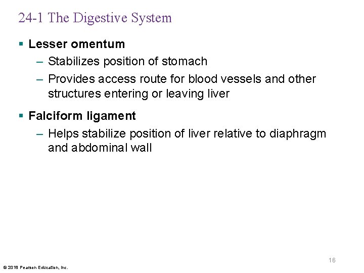 24 -1 The Digestive System § Lesser omentum – Stabilizes position of stomach –