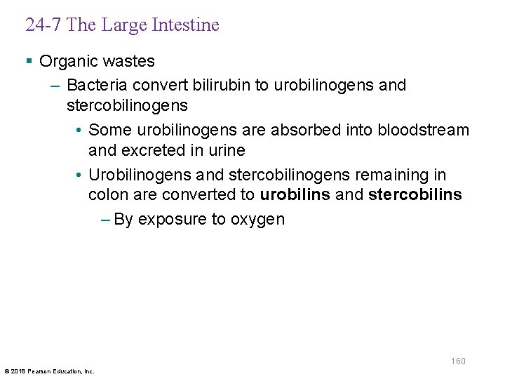 24 -7 The Large Intestine § Organic wastes – Bacteria convert bilirubin to urobilinogens