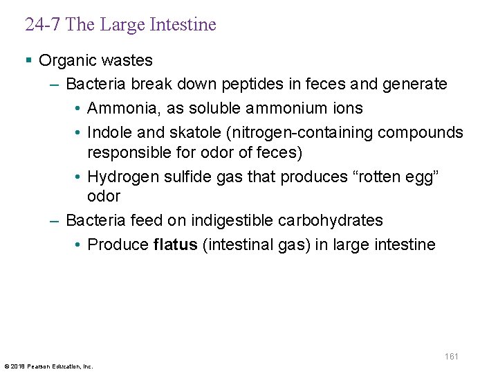 24 -7 The Large Intestine § Organic wastes – Bacteria break down peptides in
