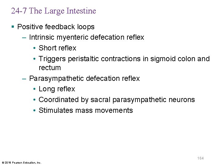 24 -7 The Large Intestine § Positive feedback loops – Intrinsic myenteric defecation reflex