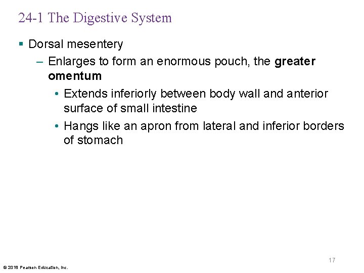 24 -1 The Digestive System § Dorsal mesentery – Enlarges to form an enormous