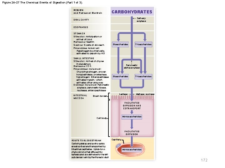 Figure 24– 27 The Chemical Events of Digestion (Part 1 of 3). REGION and