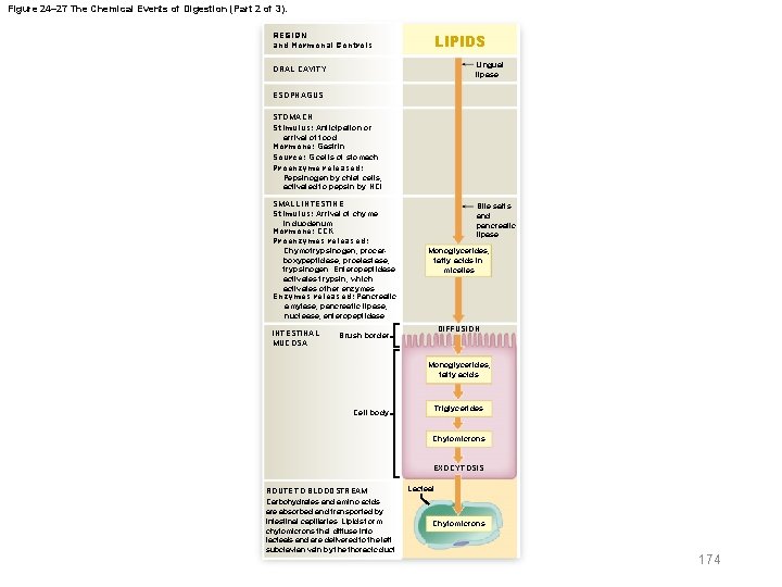 Figure 24– 27 The Chemical Events of Digestion (Part 2 of 3). REGION and