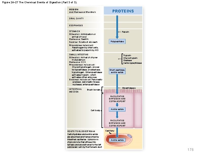 Figure 24– 27 The Chemical Events of Digestion (Part 3 of 3). REGION and