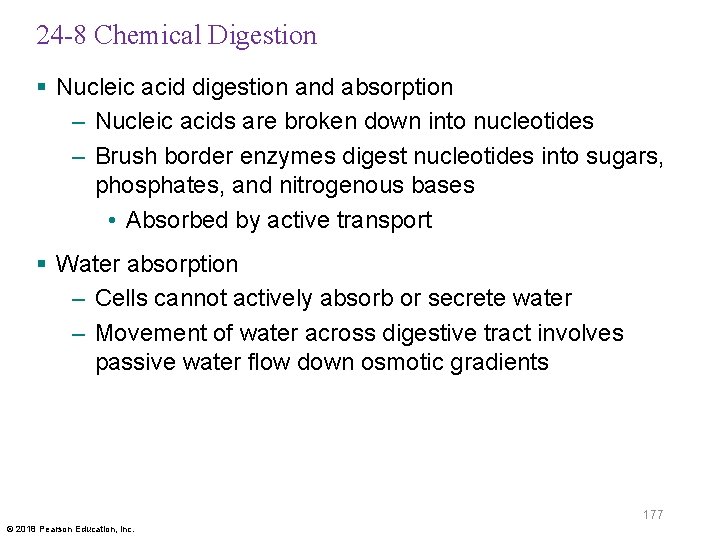 24 -8 Chemical Digestion § Nucleic acid digestion and absorption – Nucleic acids are