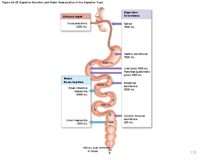 Figure 24– 28 Digestive Secretion and Water Reabsorption in the Digestive Tract. Digestive Secretions