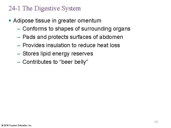 24 -1 The Digestive System § Adipose tissue in greater omentum – Conforms to