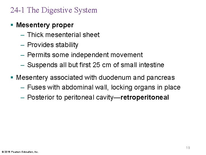 24 -1 The Digestive System § Mesentery proper – Thick mesenterial sheet – Provides