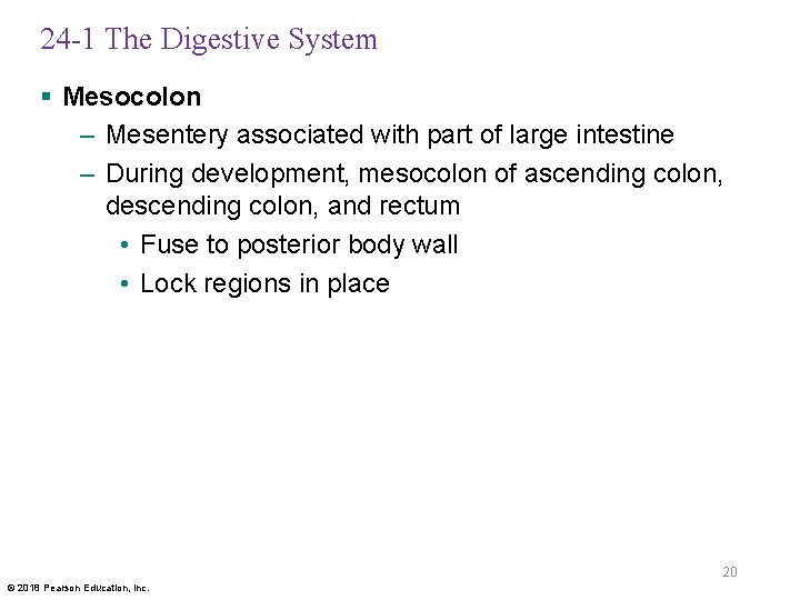 24 -1 The Digestive System § Mesocolon – Mesentery associated with part of large