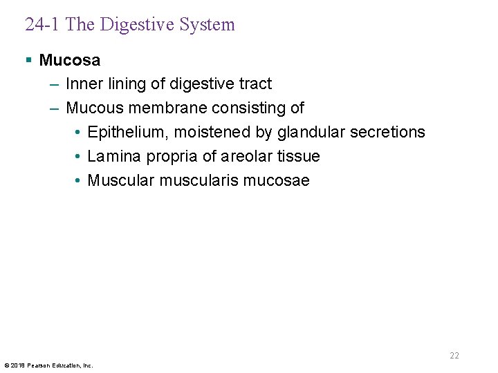 24 -1 The Digestive System § Mucosa – Inner lining of digestive tract –