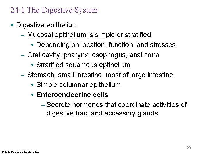 24 -1 The Digestive System § Digestive epithelium – Mucosal epithelium is simple or