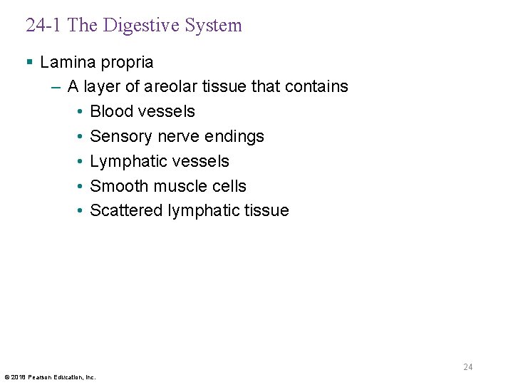 24 -1 The Digestive System § Lamina propria – A layer of areolar tissue