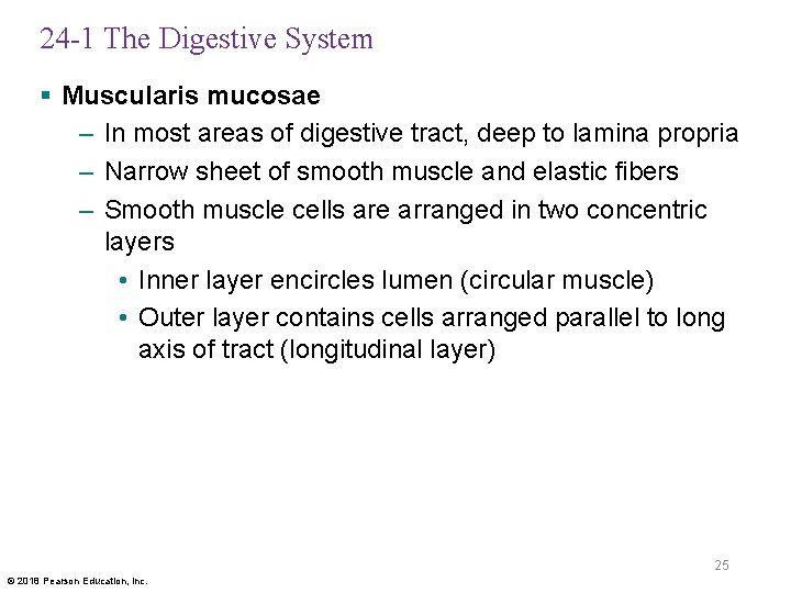 24 -1 The Digestive System § Muscularis mucosae – In most areas of digestive