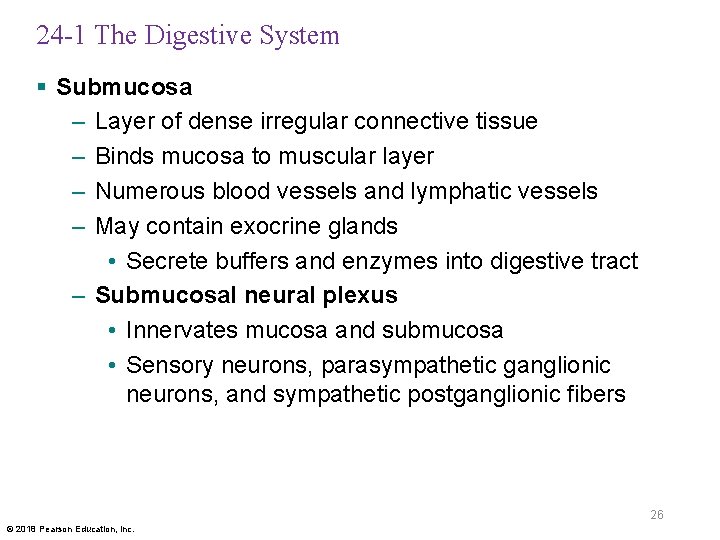 24 -1 The Digestive System § Submucosa – Layer of dense irregular connective tissue