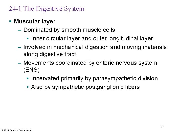 24 -1 The Digestive System § Muscular layer – Dominated by smooth muscle cells