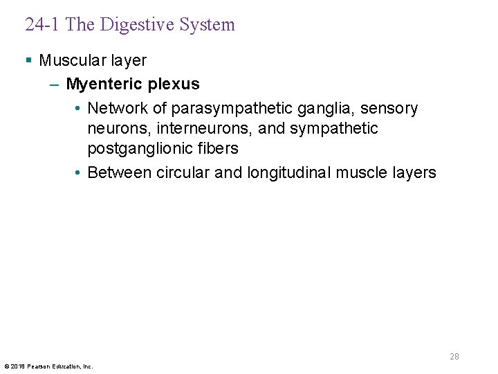 24 -1 The Digestive System § Muscular layer – Myenteric plexus • Network of