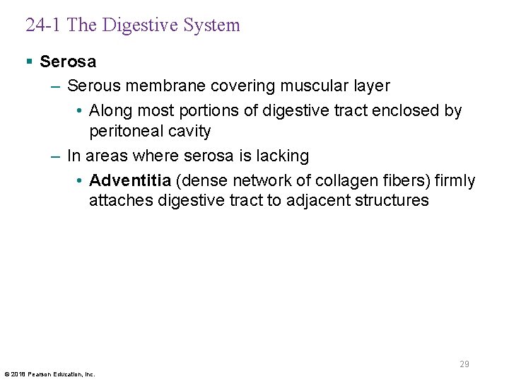 24 -1 The Digestive System § Serosa – Serous membrane covering muscular layer •