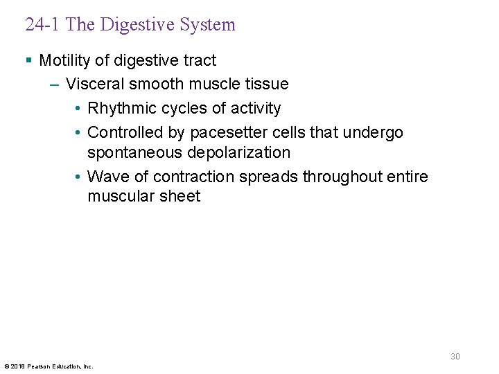 24 -1 The Digestive System § Motility of digestive tract – Visceral smooth muscle