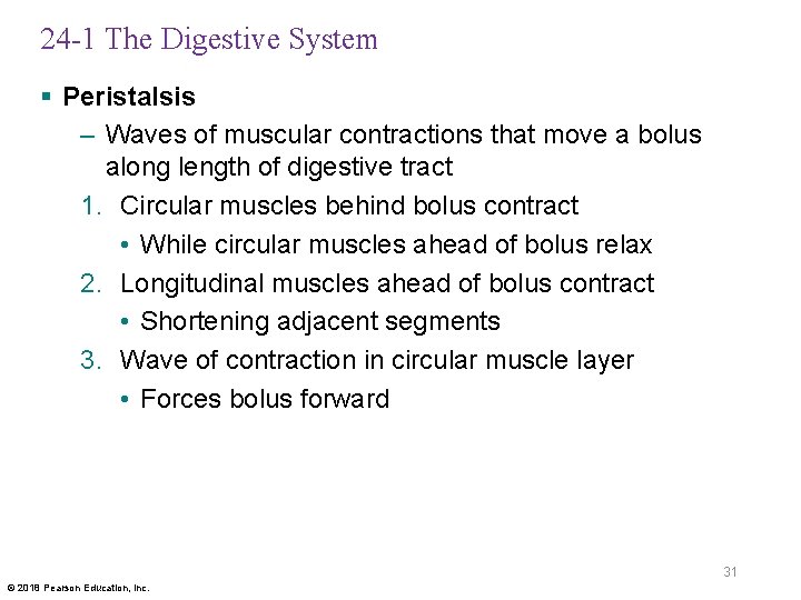 24 -1 The Digestive System § Peristalsis – Waves of muscular contractions that move