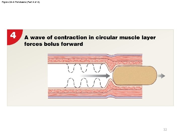 Figure 24– 4 Peristalsis (Part 4 of 4). 32 