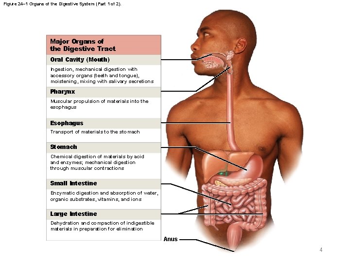 Figure 24– 1 Organs of the Digestive System (Part 1 of 2). Major Organs