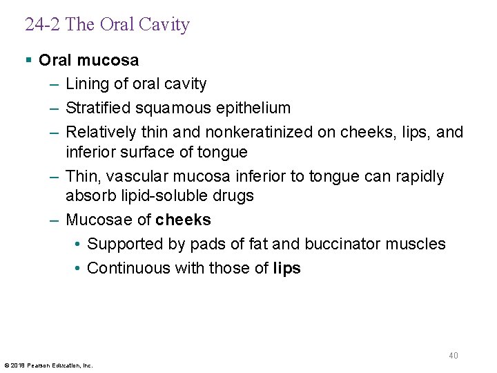 24 -2 The Oral Cavity § Oral mucosa – Lining of oral cavity –