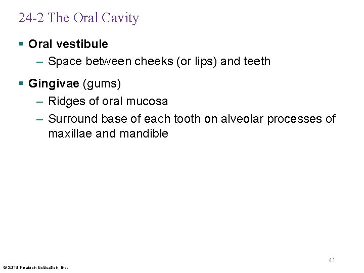 24 -2 The Oral Cavity § Oral vestibule – Space between cheeks (or lips)