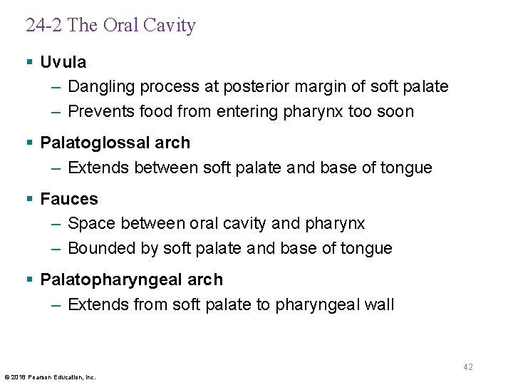 24 -2 The Oral Cavity § Uvula – Dangling process at posterior margin of