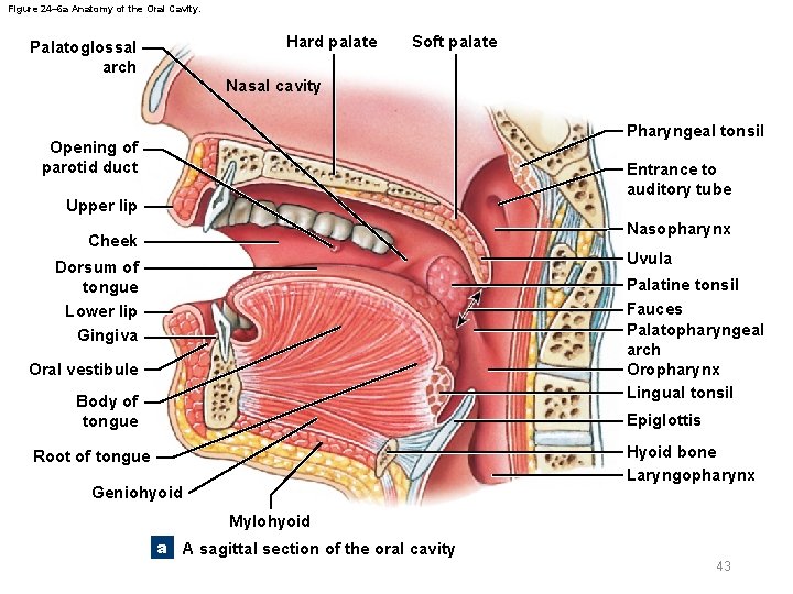 Figure 24– 6 a Anatomy of the Oral Cavity. Hard palate Palatoglossal arch Soft
