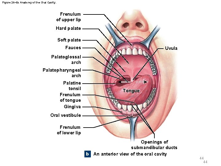 Figure 24– 6 b Anatomy of the Oral Cavity. Frenulum of upper lip Hard