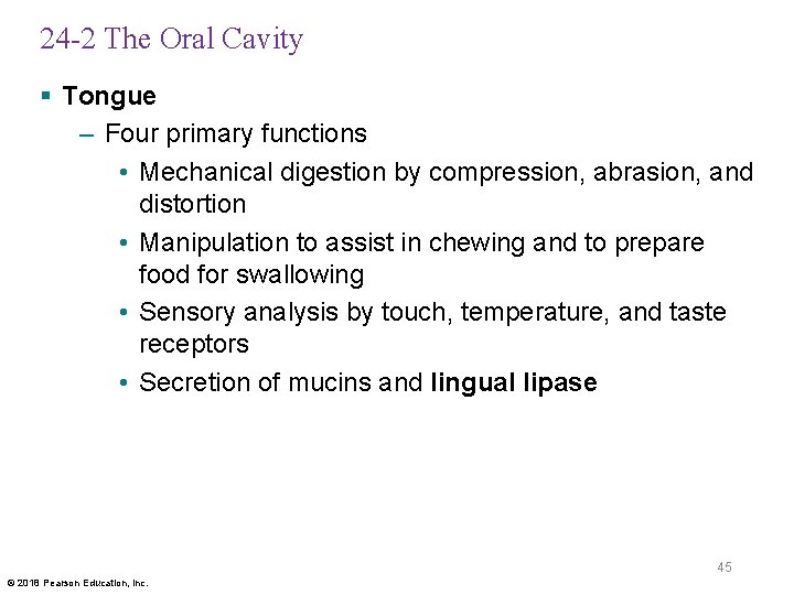 24 -2 The Oral Cavity § Tongue – Four primary functions • Mechanical digestion