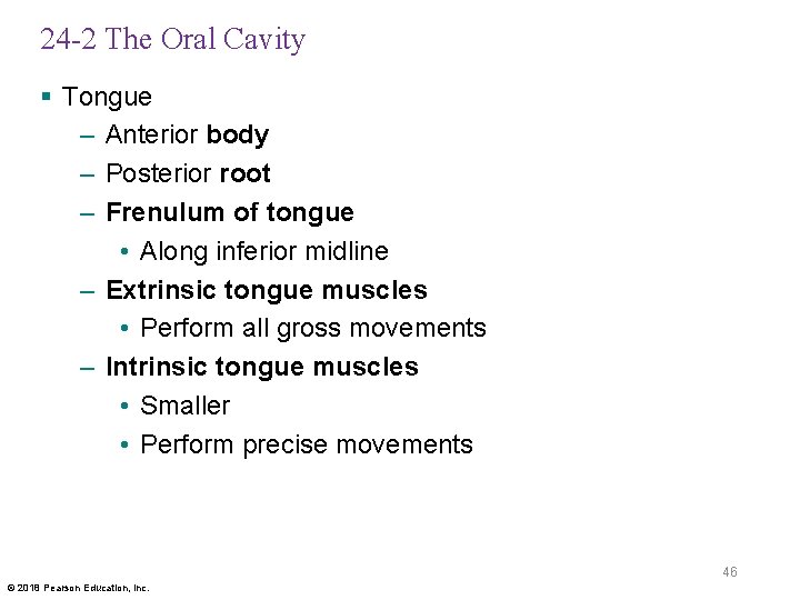 24 -2 The Oral Cavity § Tongue – Anterior body – Posterior root –