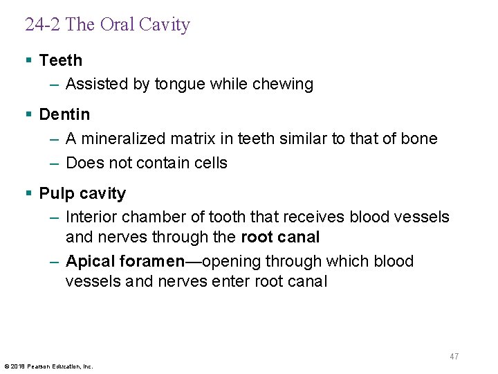 24 -2 The Oral Cavity § Teeth – Assisted by tongue while chewing §